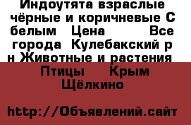 Индоутята взраслые чёрные и коричневые С белым › Цена ­ 450 - Все города, Кулебакский р-н Животные и растения » Птицы   . Крым,Щёлкино